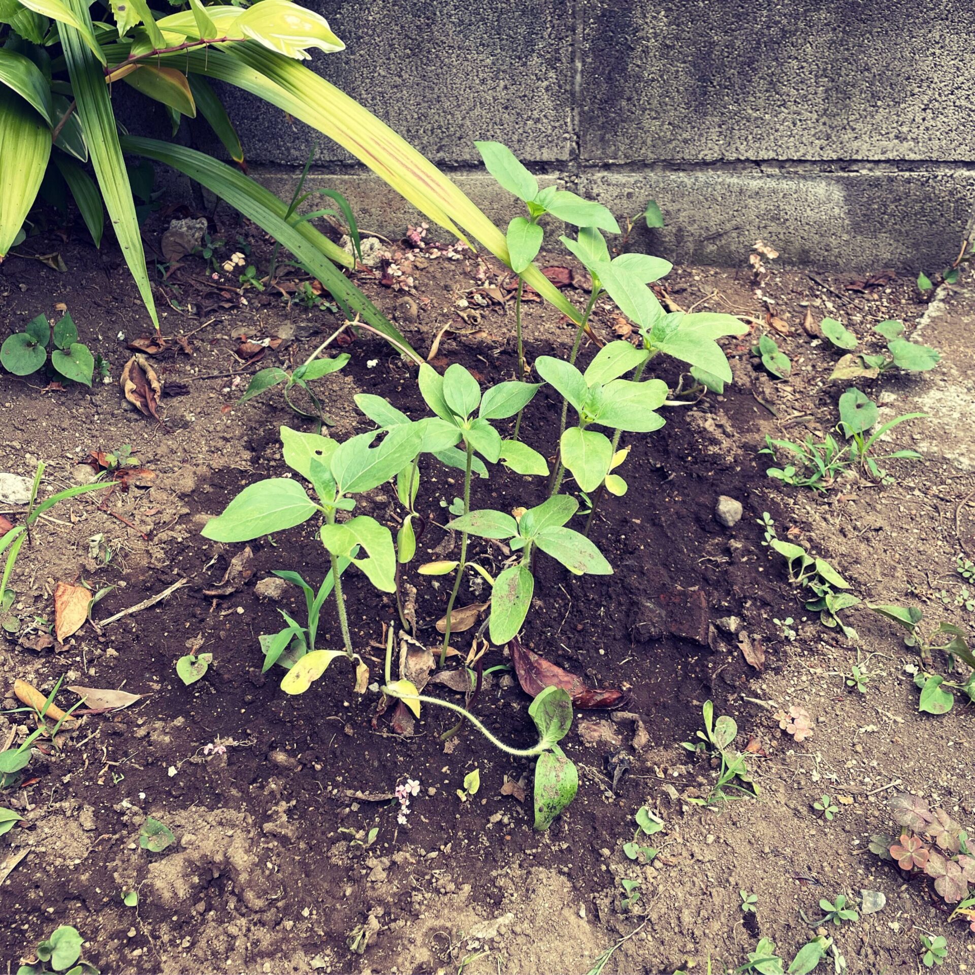 人はなぜ花の種を植えるのだろう